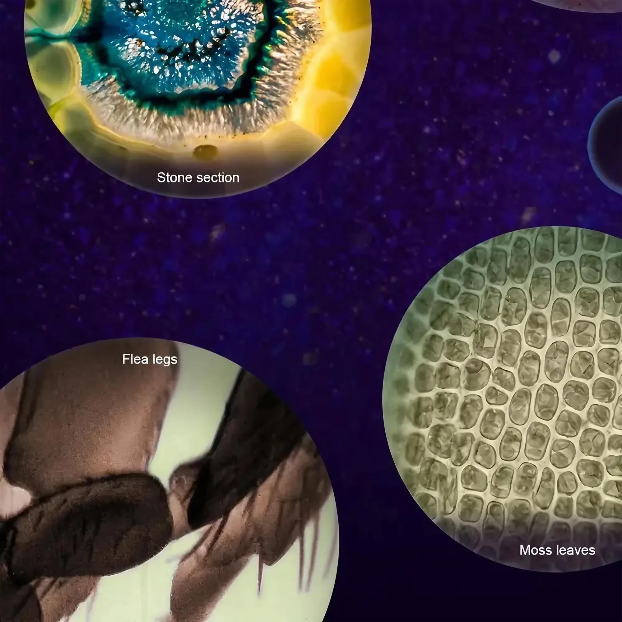 ミニポケット顕微鏡 60倍 120倍 ポータブル LED照明 - Microscope Kids Science のレビューと価格