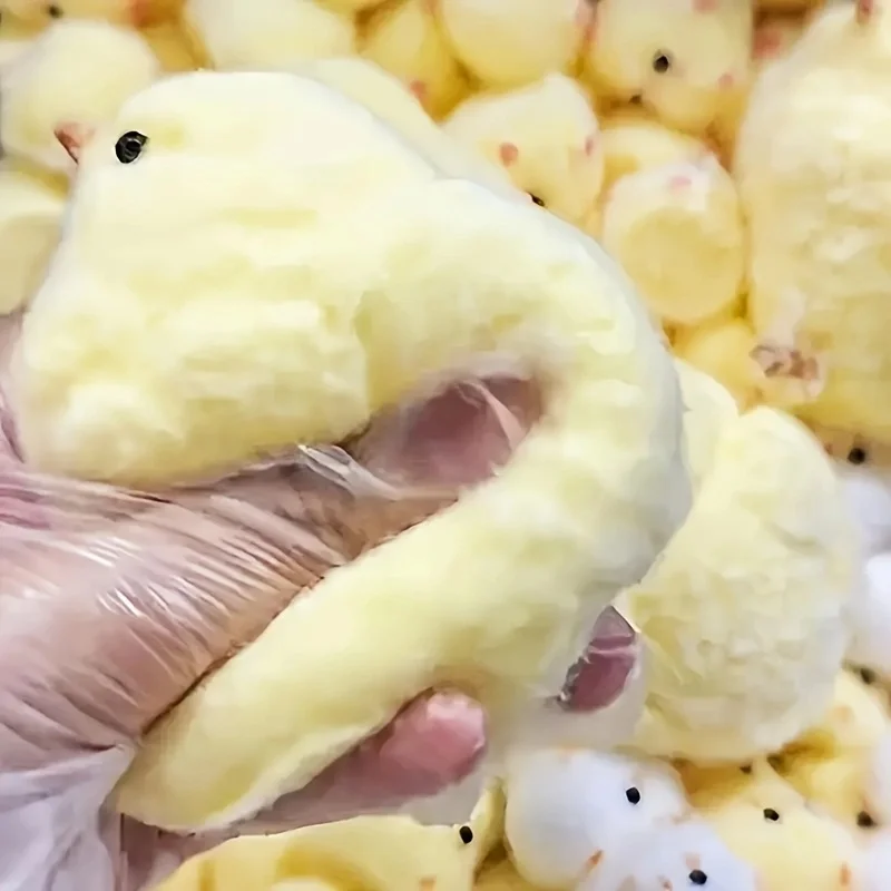 1個入り 黄色いひよこ型スクイーズ玩具 子供 大人向け ポッ - Kids Toys Yellow のレビューと価格